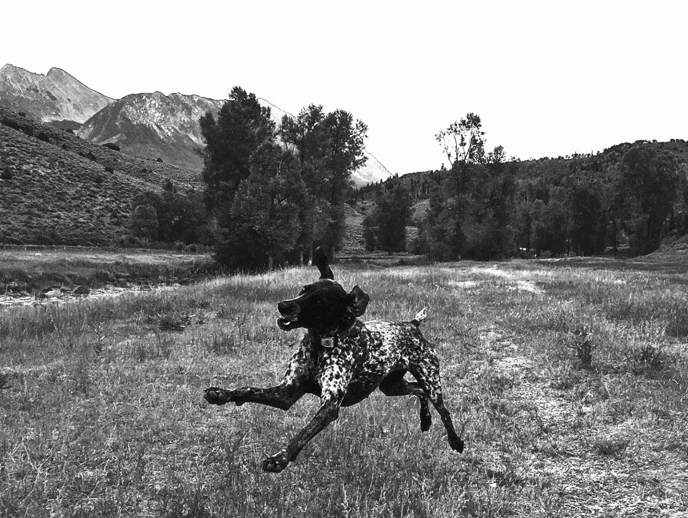 Perros sueltos y libres