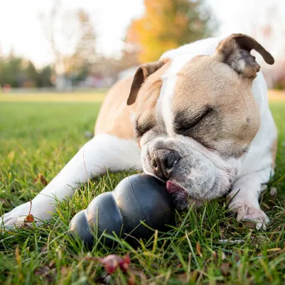 Kong classic extreme 