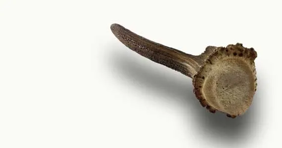 Asta entera de ciervo 