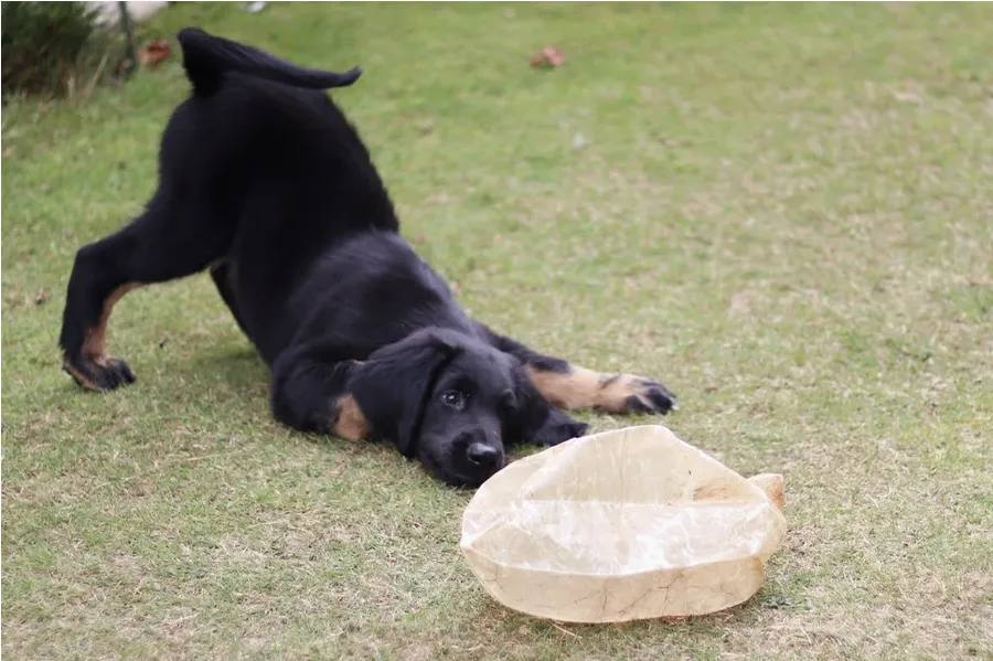 Vejiga de Ternera 250g