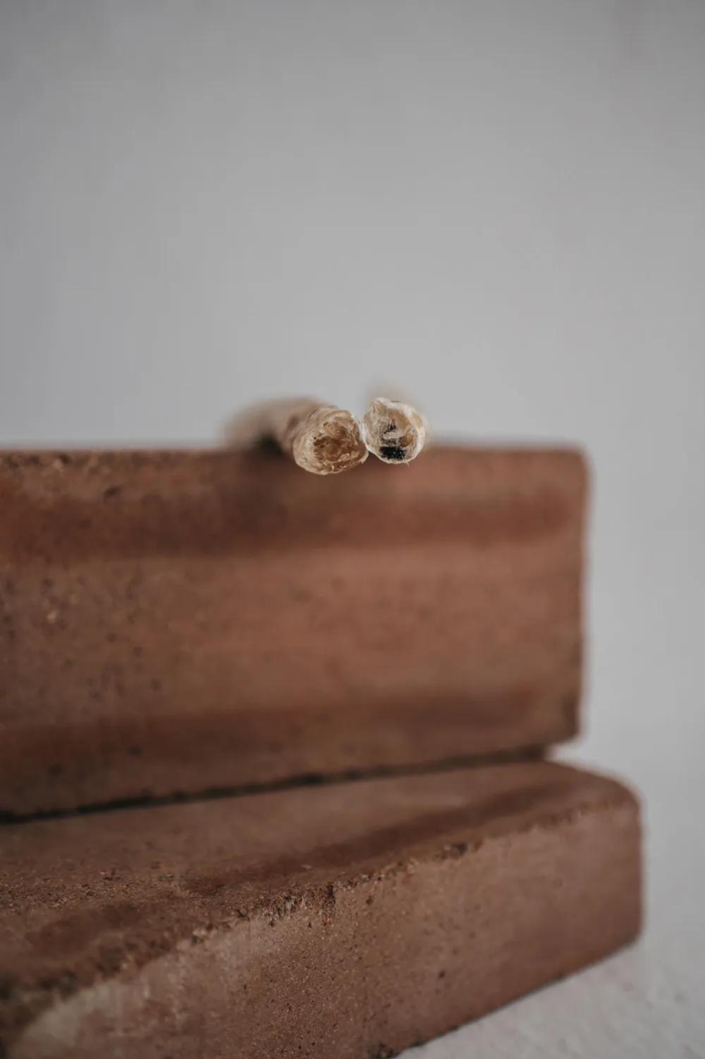 Sticks vacuno y tripa verde (1Ud)