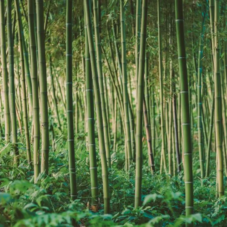 Bowl ecológico para gatos 