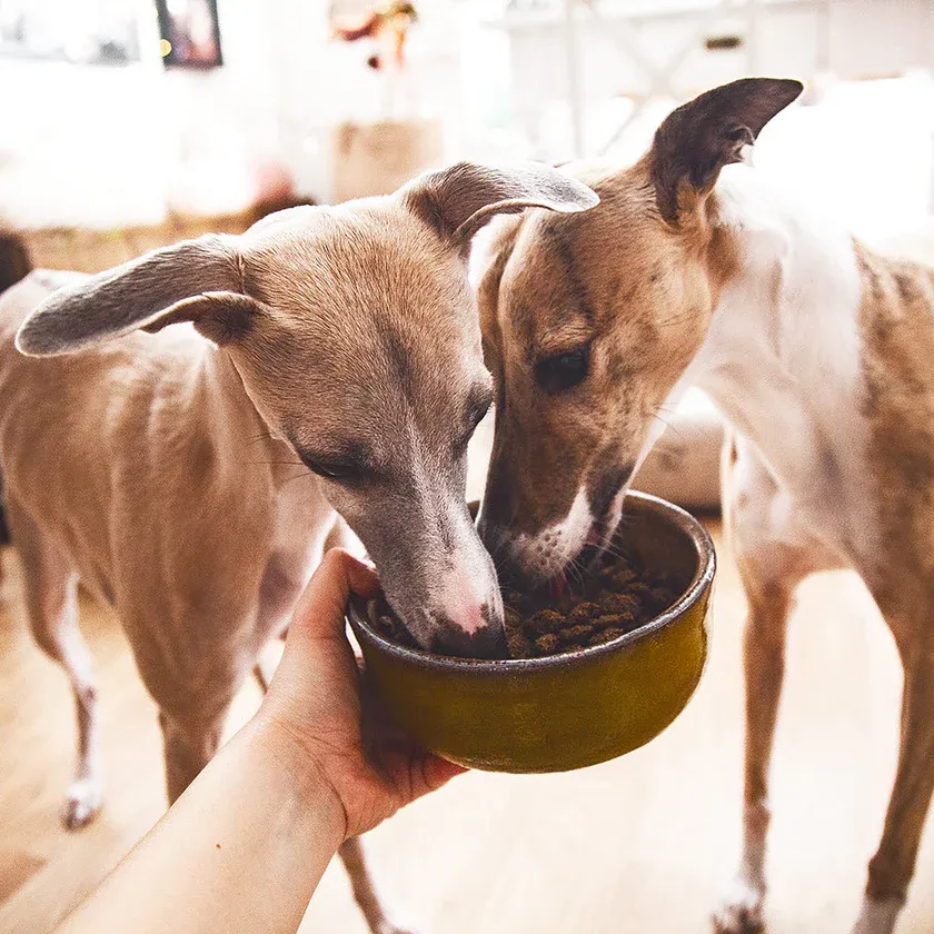 Menú al horno BIO aves de corral 2kg