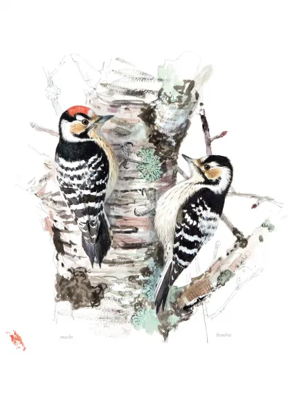 Aves que veo en invierno. Lars Jonsson.