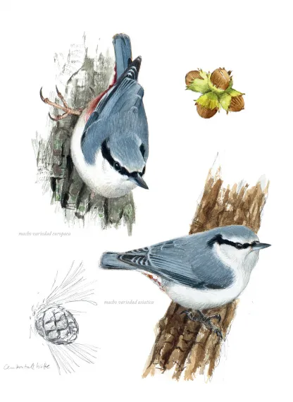 Aves que veo en invierno. Lars Jonsson.