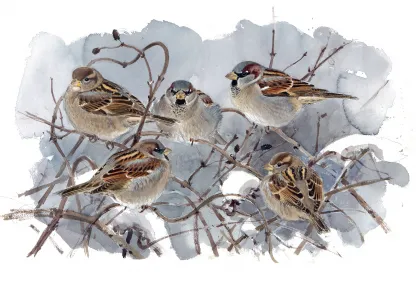 Aves que veo en invierno. Lars Jonsson.