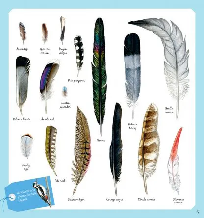 El libro de los pájaros. Nathalie Tordjman • Judith Gueyfier • Julien Norwood