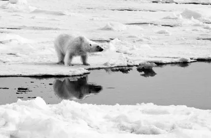De piedra y hueso. Bérengère Cournut.