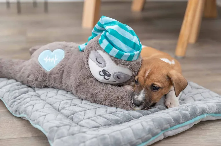 Oso perezoso con latido - cachorros