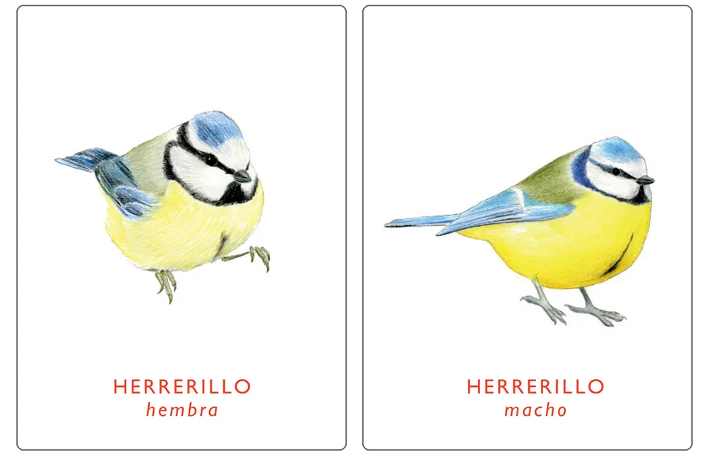 Un par de aves. Juego de memoria.