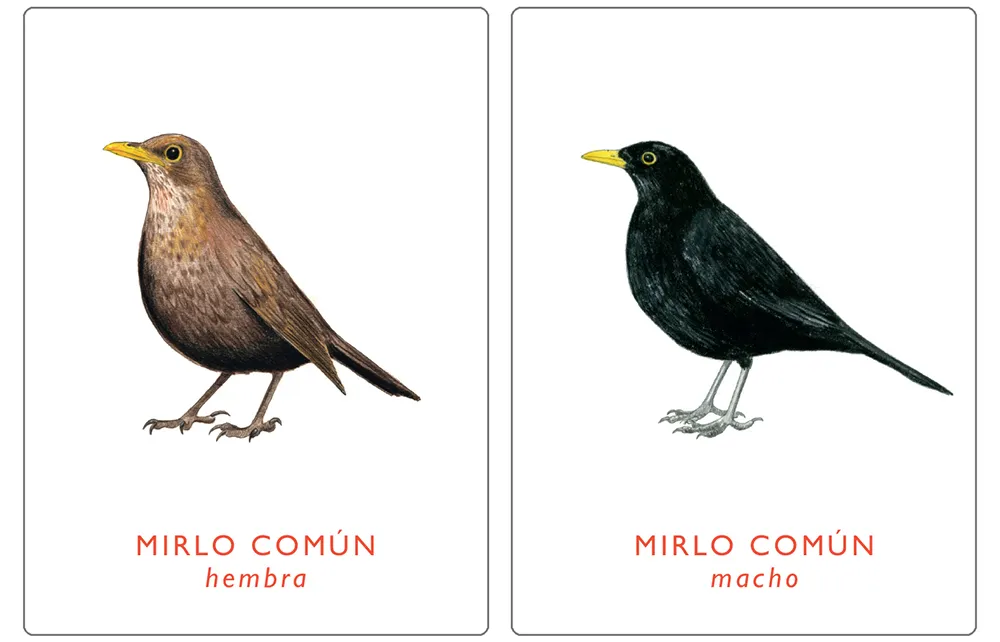 Un par de aves. Juego de memoria.