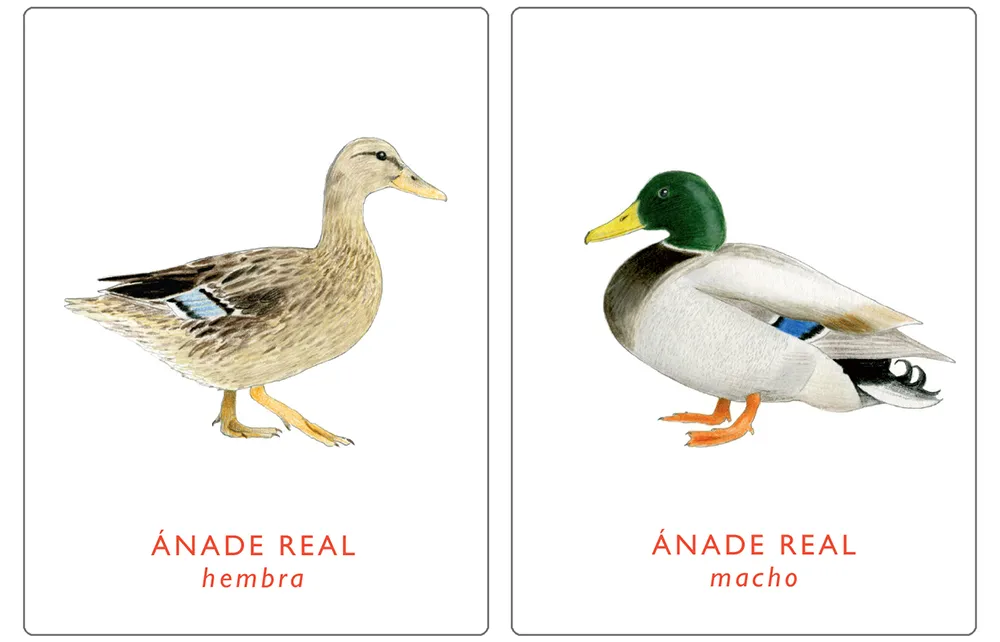 Un par de aves. Juego de memoria.