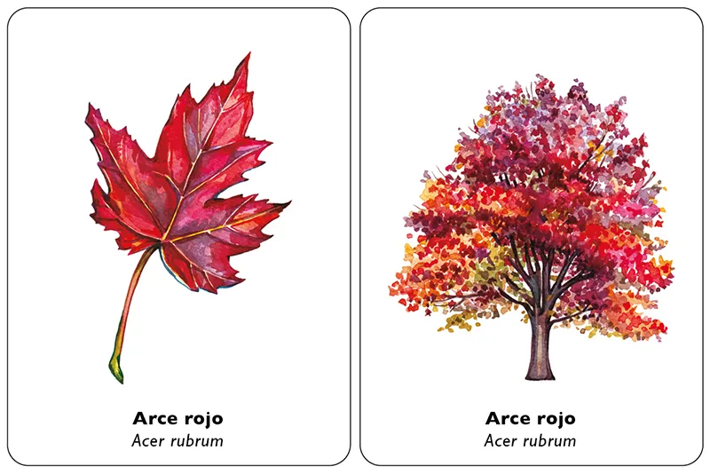 Encuentra la hoja. Juego de memoria.