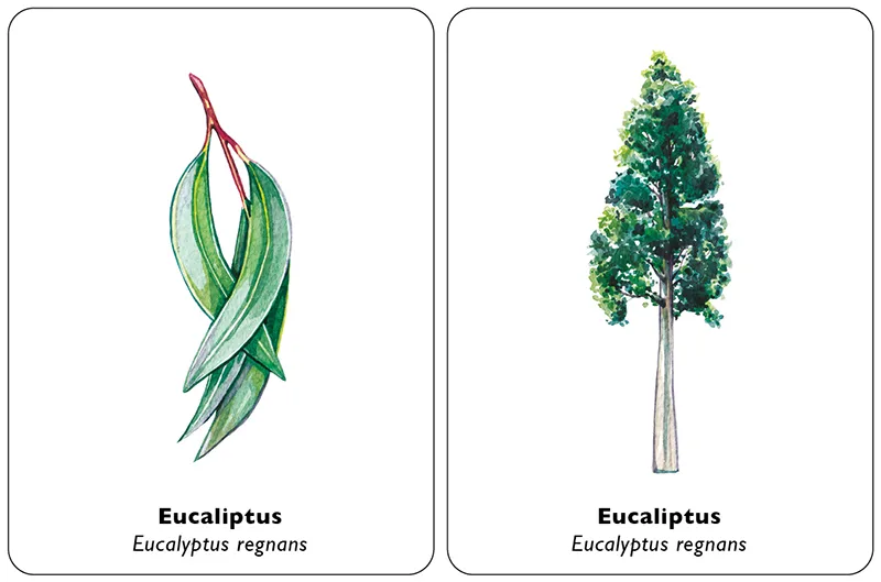 Encuentra la hoja. Juego de memoria.