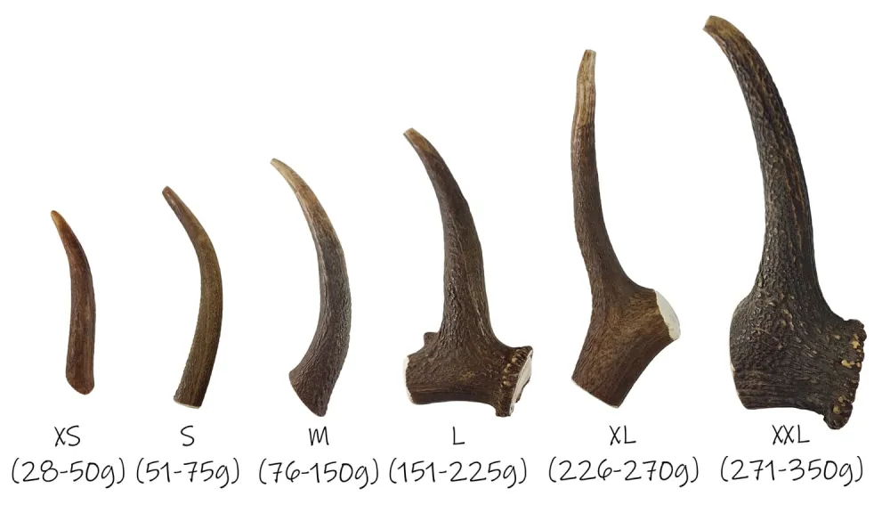 Asta entera de ciervo 