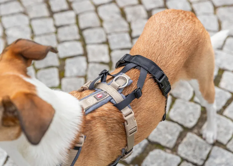 Adaptador antiescape para arnés