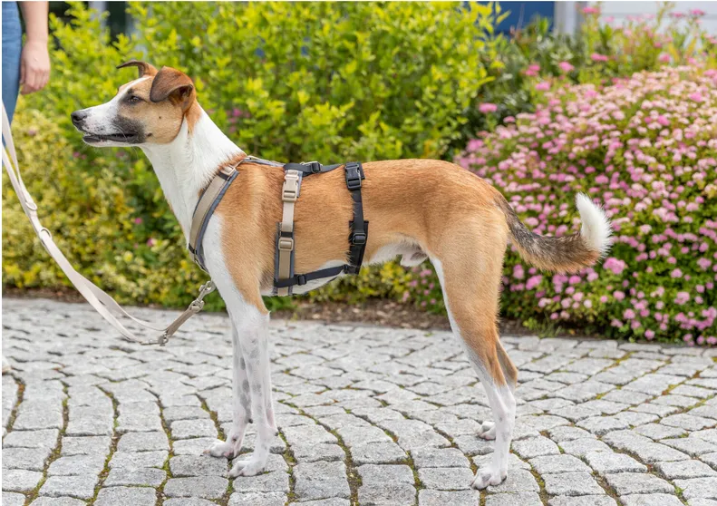 Adaptador antiescape para arnés