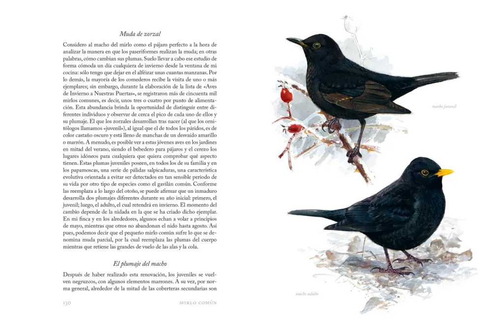 Aves que veo en invierno. Lars Jonsson.